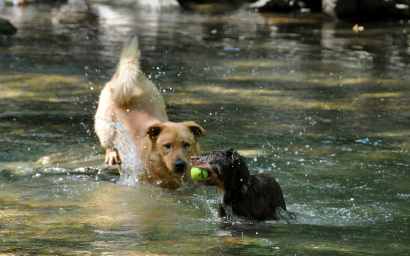 Cool off with Your Dog at These Pet-Friendly Places Around DC That Are ...