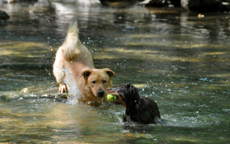 where can dogs swim near me