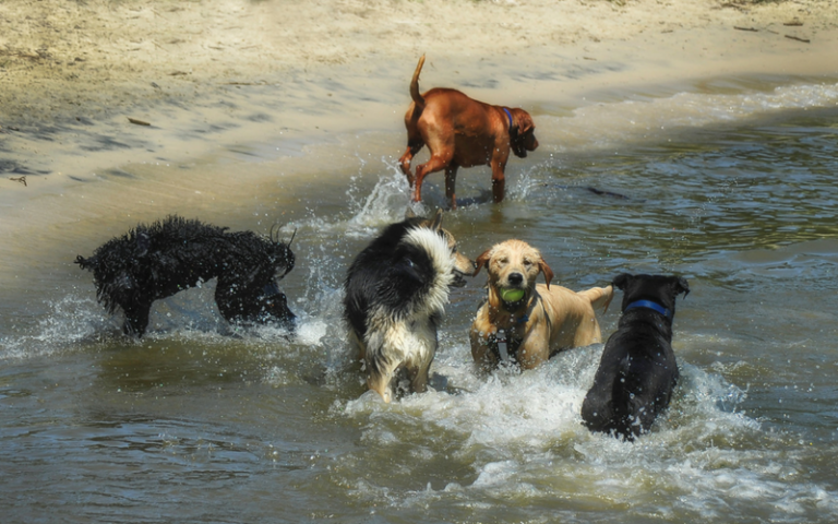 Cool off with Your Dog at These Pet-Friendly Places Around DC That Are ...