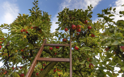 Apple Picking Season is Here Again! We have the Fruitiest DMV Orchards